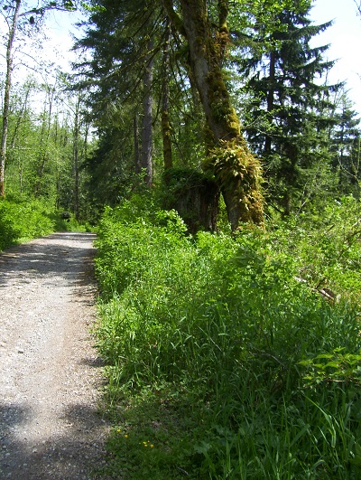 Some of the trail follows a gravel road.